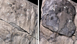 60-million-year-old Fossil Find Sheds New Light on Neotropical Rainforests