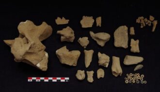 Cattle May Have Been Domesticated in the Central Nile Valley 10,000 Years Ago