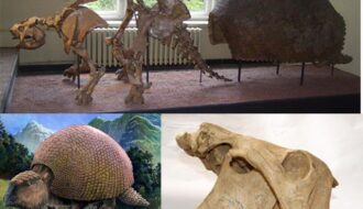 The Glyptodon Was A Prehistoric Armadillo So Big That Early Humans Used Its Shells For Shelters