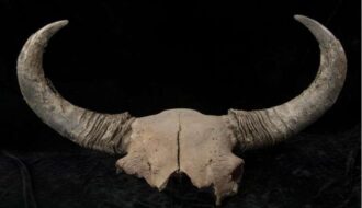 Ice-age bison fossils provide clues to early human migration in North America