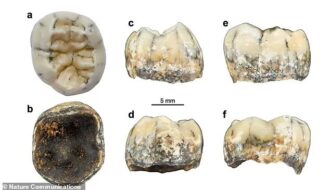 Child’s 130,000-Year-Old Tooth Is First Evidence Of Mysterious Denisovans In Southeast Asia