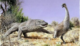 Ancient Proteins Show First Australians Eat Massive Eggs of Flightless 'Thunder Birds'