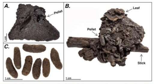 Fossil Poop