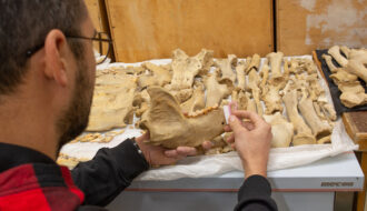 Paleontologists found the jaws of an extremely rare bear in Tavrida