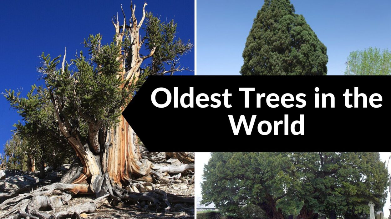 Oldest Trees in the World