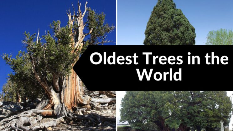 Discover the 5 Oldest Trees in the World